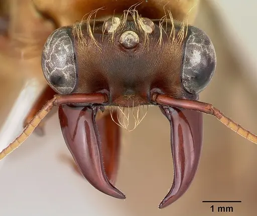 Dorylus gribodoi specimen CASENT0172625 image casent0172625_3