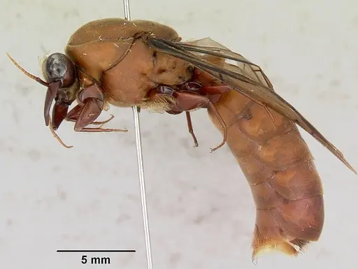 Dorylus gribodoi specimen CASENT0172625 image casent0172625_5