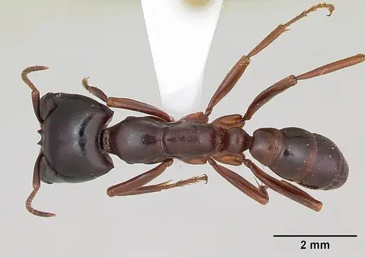 Dorylus gribodoi specimen CASENT0172626 image casent0172626_1