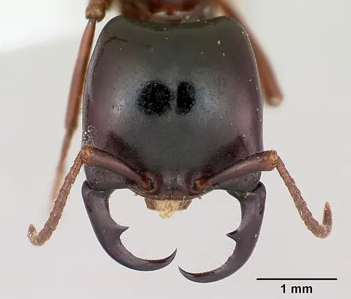 Dorylus gribodoi specimen CASENT0172626 image casent0172626_2