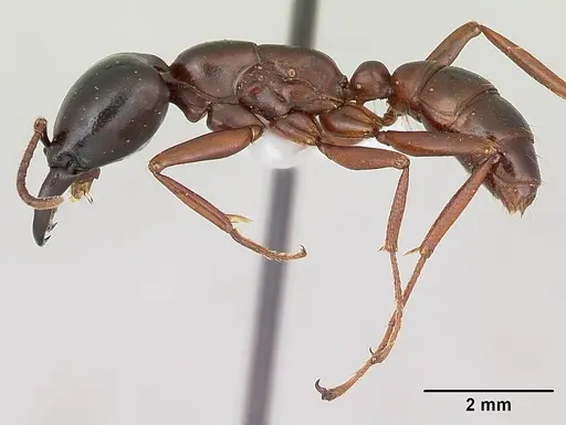 Dorylus gribodoi specimen CASENT0172626 image casent0172626_3