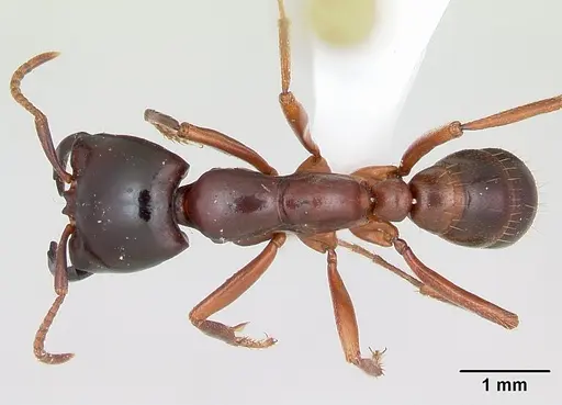 Dorylus gribodoi specimen CASENT0172627 image casent0172627_1