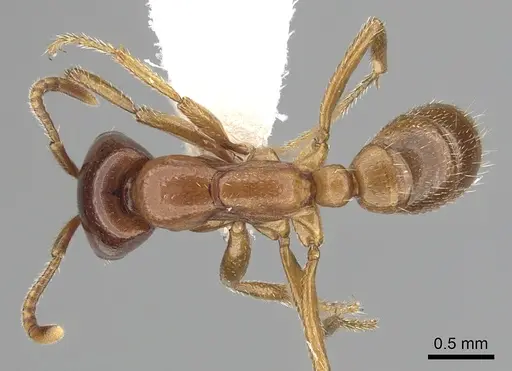 Dorylus gribodoi specimen CASENT0249431 image casent0249431_1