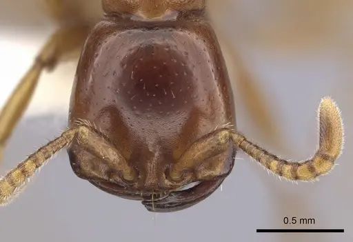 Dorylus gribodoi specimen CASENT0249431 image casent0249431_2