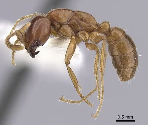 Dorylus gribodoi specimen CASENT0249431 image casent0249431_3