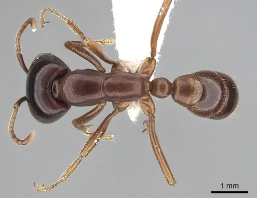 Dorylus gribodoi specimen CASENT0249432 image casent0249432_1
