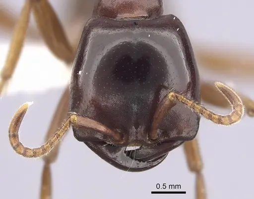 Dorylus gribodoi specimen CASENT0249432 image casent0249432_2