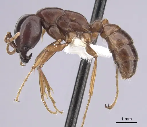 Dorylus gribodoi specimen CASENT0249432 image casent0249432_3