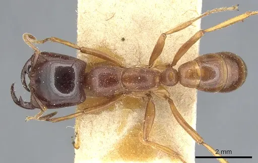 Dorylus gribodoi specimen CASENT0903694 image casent0903694_1