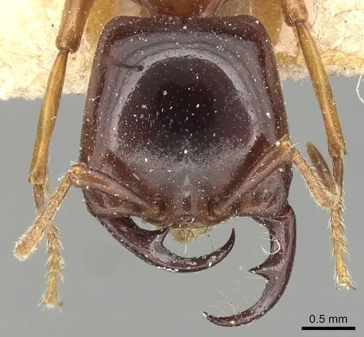 Dorylus gribodoi specimen CASENT0903694 image casent0903694_2