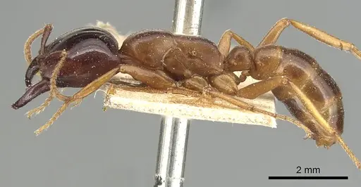 Dorylus gribodoi specimen CASENT0903694 image casent0903694_3