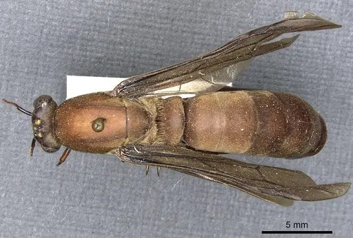 Dorylus gribodoi specimen CASENT0903706 image casent0903706_1