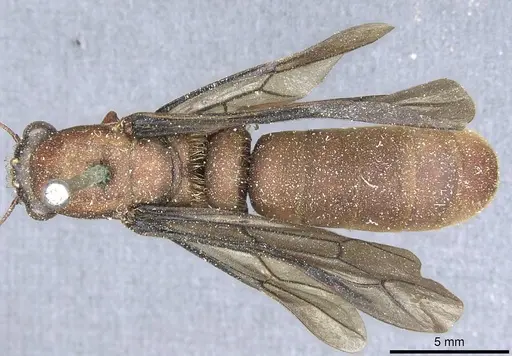 Dorylus gribodoi specimen CASENT0911291 image casent0911291_1