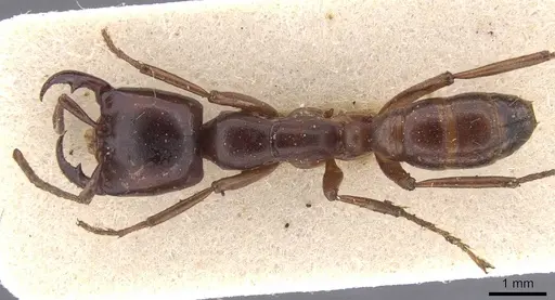 Dorylus gribodoi specimen CASENT0913745 image casent0913745_1