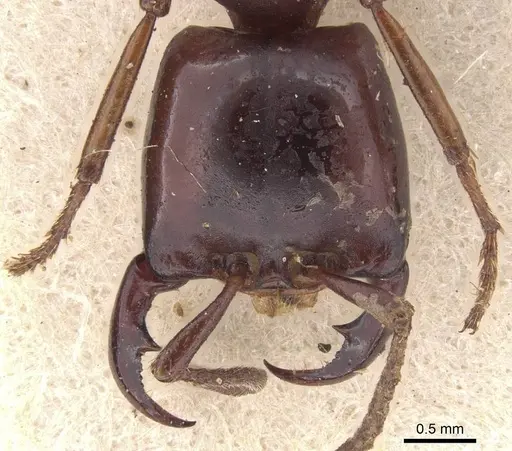 Dorylus gribodoi specimen CASENT0913745 image casent0913745_2