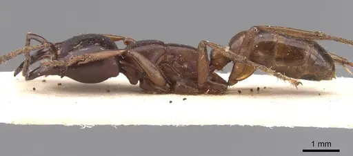 Dorylus gribodoi specimen CASENT0913745 image casent0913745_3