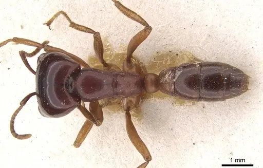 Dorylus gribodoi specimen CASENT0915344 image casent0915344_1