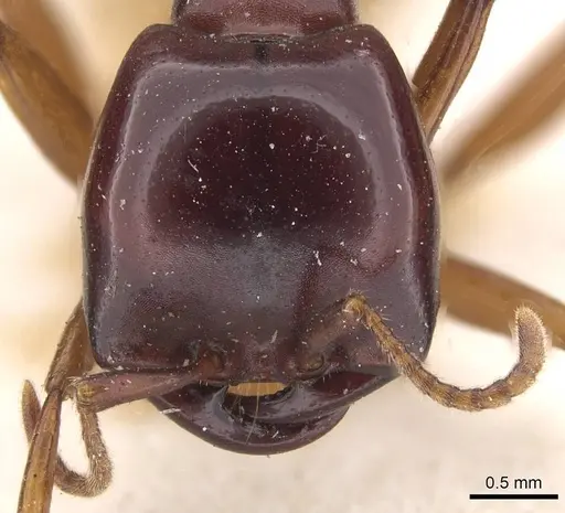 Dorylus gribodoi specimen CASENT0915344 image casent0915344_2