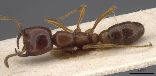Dorylus gribodoi specimen CASENT0915345 image casent0915345_1