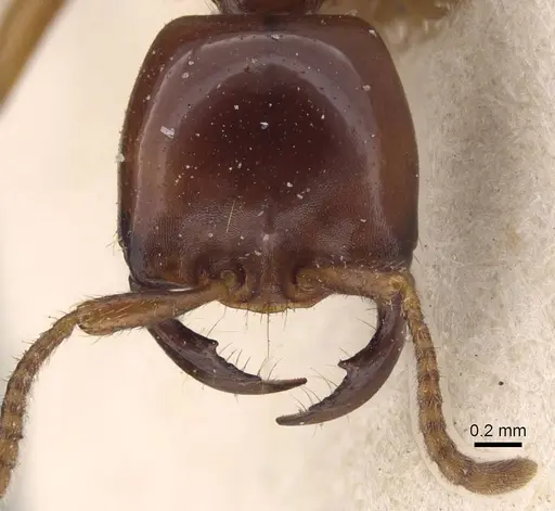 Dorylus gribodoi specimen CASENT0915345 image casent0915345_2