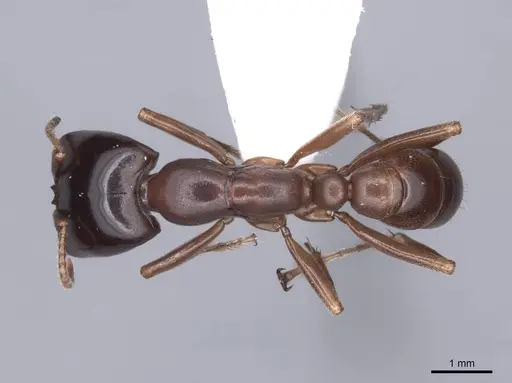 Dorylus gribodoi specimen FMNHINS0000045250 image fmnhins0000045250_1