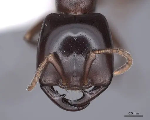 Dorylus gribodoi specimen FMNHINS0000045250 image fmnhins0000045250_2