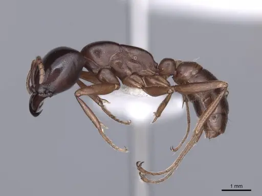 Dorylus gribodoi specimen FMNHINS0000045250 image fmnhins0000045250_3