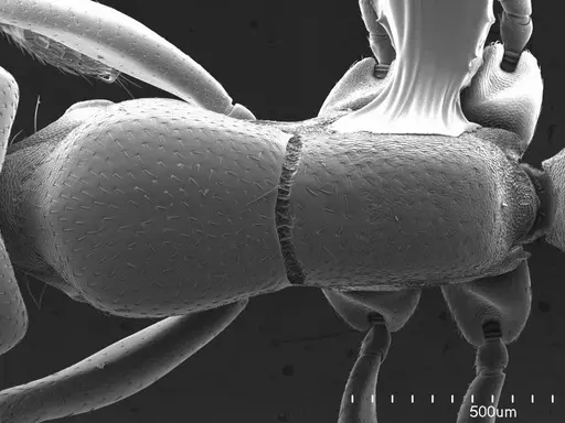 Dorylus helvolus specimen ANTWEB1008522 image antweb1008522_1