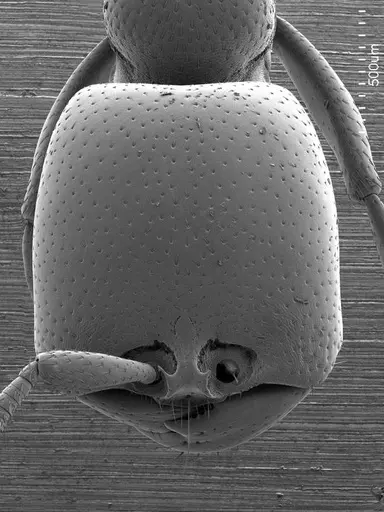 Dorylus helvolus specimen ANTWEB1008522 image antweb1008522_2