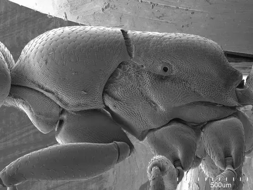 Dorylus helvolus specimen ANTWEB1008522 image antweb1008522_3