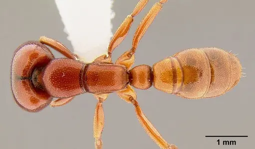 Dorylus helvolus specimen CASENT0106079 image casent0106079_1