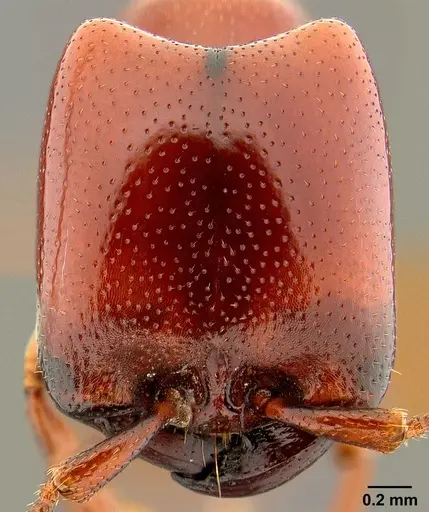 Dorylus helvolus specimen CASENT0106079 image casent0106079_2