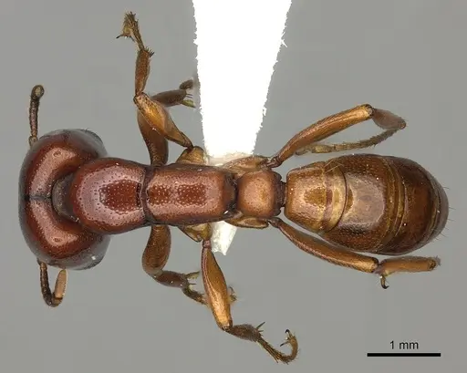 Dorylus helvolus specimen CASENT0235175 image casent0235175_1