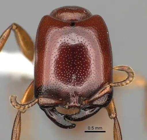 Dorylus helvolus specimen CASENT0235175 image casent0235175_2