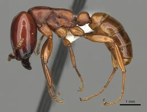 Dorylus helvolus specimen CASENT0235175 image casent0235175_3