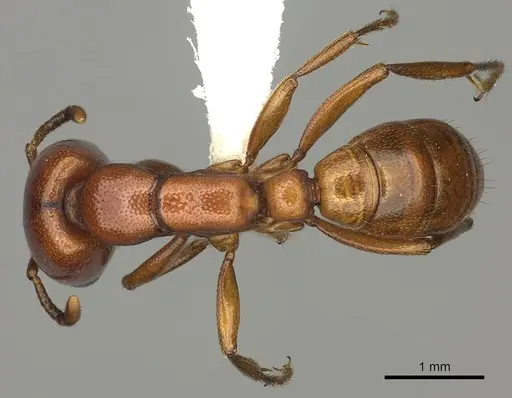 Dorylus helvolus specimen CASENT0235176 image casent0235176_1