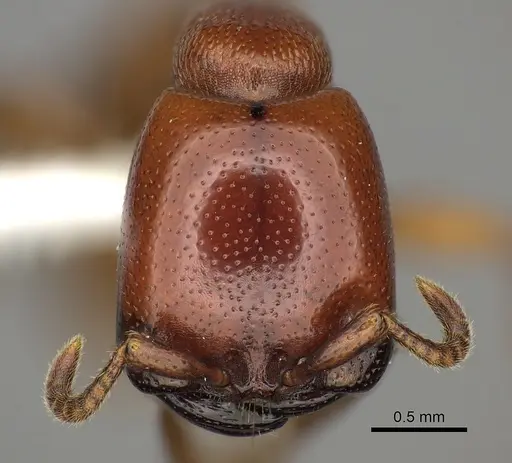 Dorylus helvolus specimen CASENT0235176 image casent0235176_2