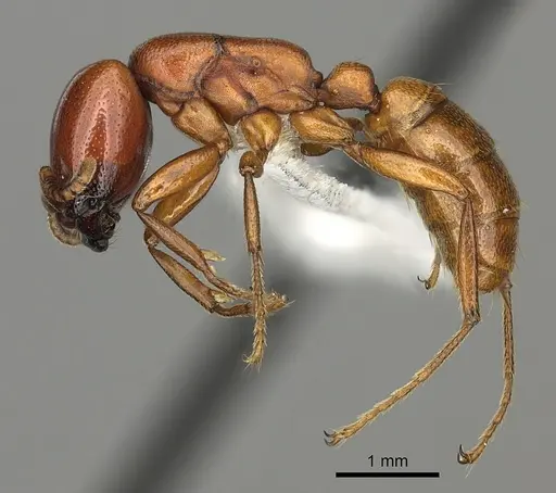 Dorylus helvolus specimen CASENT0235176 image casent0235176_3
