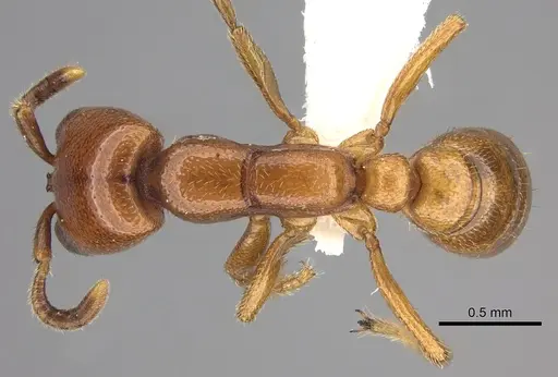 Dorylus helvolus specimen CASENT0235177 image casent0235177_1