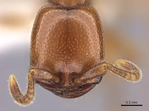 Dorylus helvolus specimen CASENT0235177 image casent0235177_2
