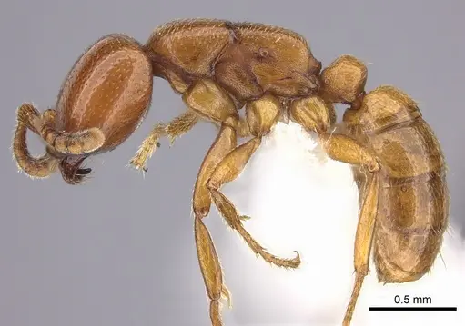 Dorylus helvolus specimen CASENT0235177 image casent0235177_3