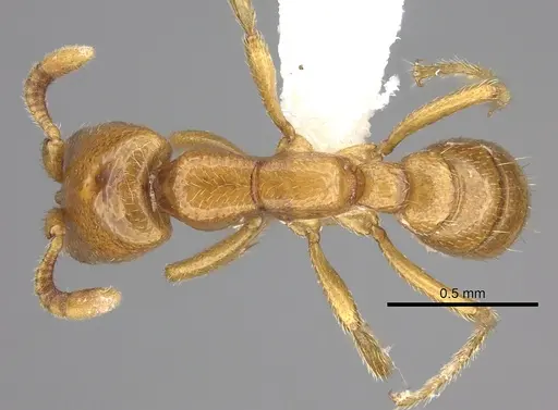 Dorylus helvolus specimen CASENT0235178 image casent0235178_1