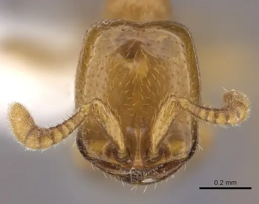 Dorylus helvolus specimen CASENT0235178 image casent0235178_2