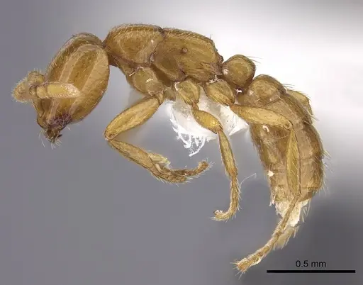 Dorylus helvolus specimen CASENT0235178 image casent0235178_3