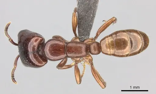 Dorylus helvolus specimen CASENT0235880 image casent0235880_1