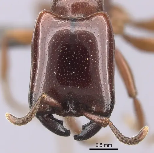 Dorylus helvolus specimen CASENT0235880 image casent0235880_2