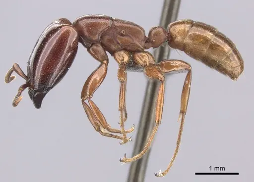 Dorylus helvolus specimen CASENT0235880 image casent0235880_3