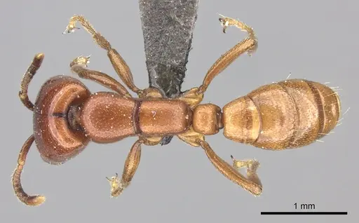 Dorylus helvolus specimen CASENT0235881 image casent0235881_1