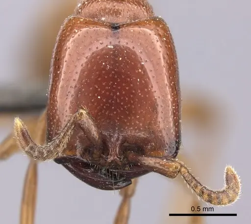 Dorylus helvolus specimen CASENT0235881 image casent0235881_2
