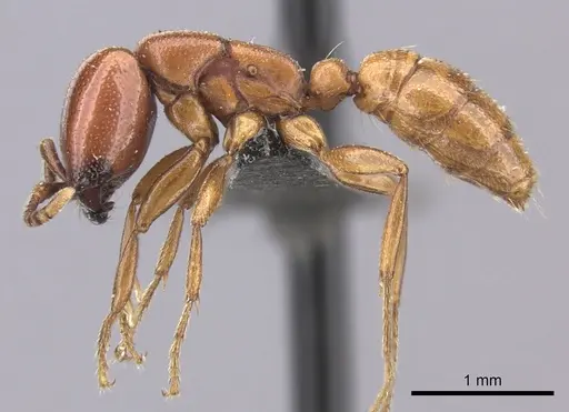 Dorylus helvolus specimen CASENT0235881 image casent0235881_3